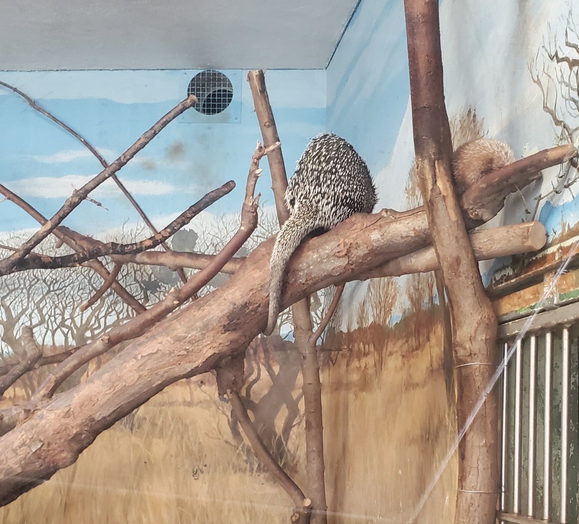 Stone Zoo (2022) - Brazilian Porcupine