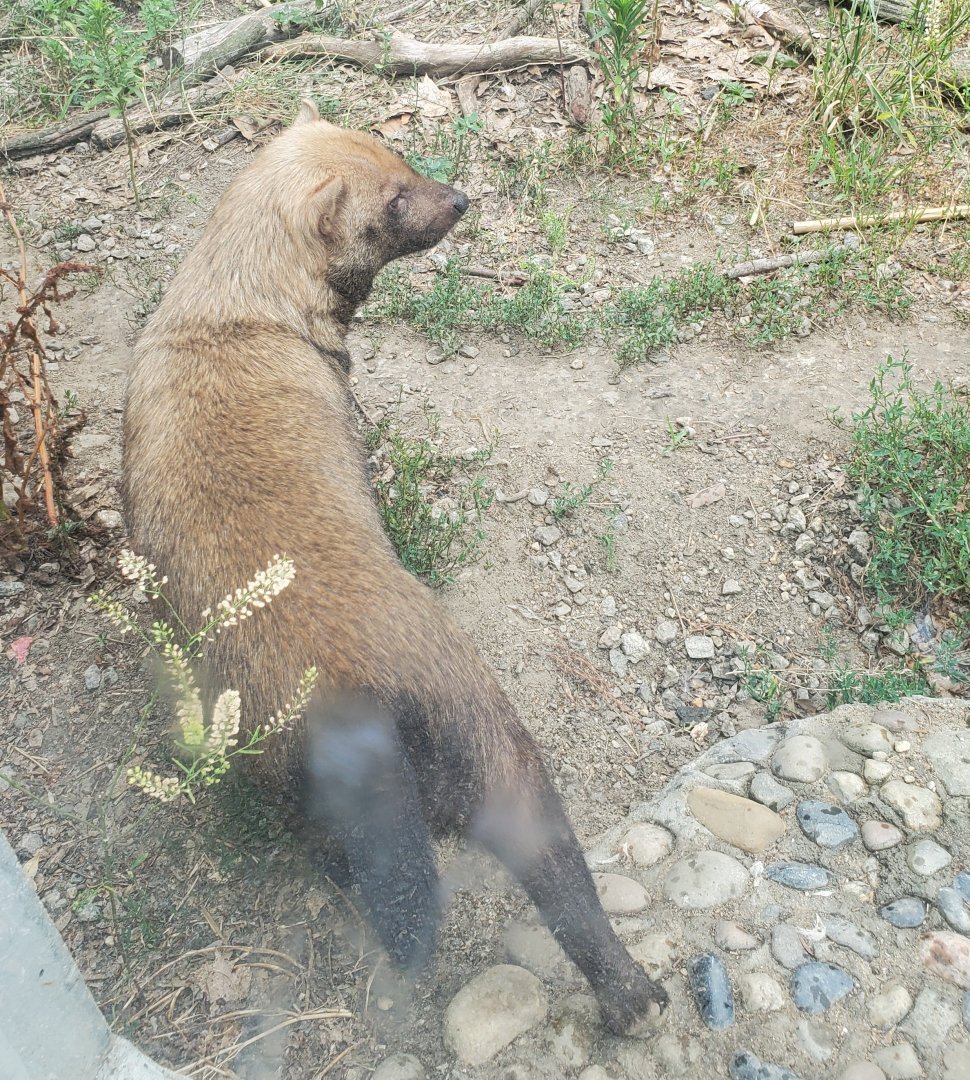 Stone Zoo (2022) - Bush Dog