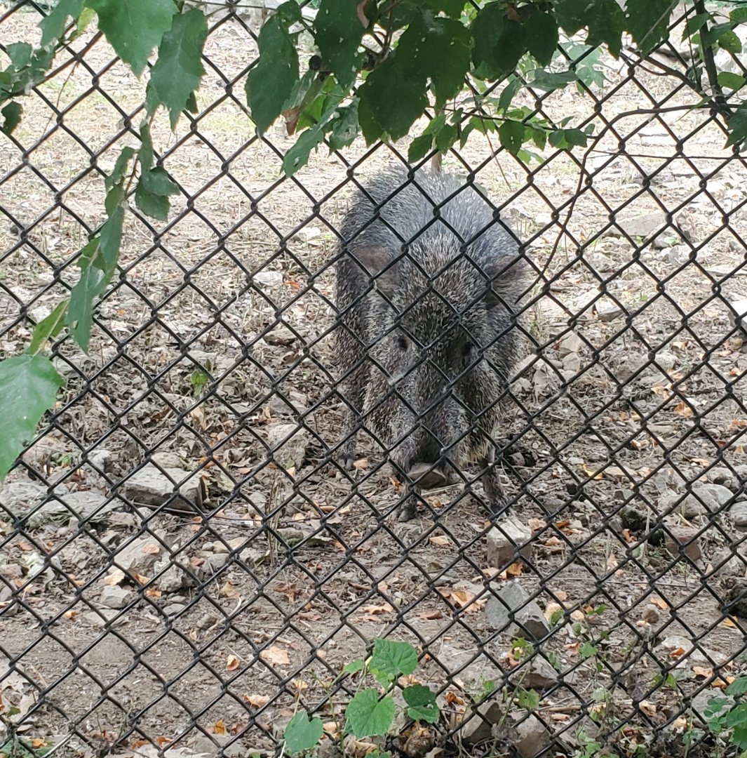 Stone Zoo (2022) - Chacoan Peccary