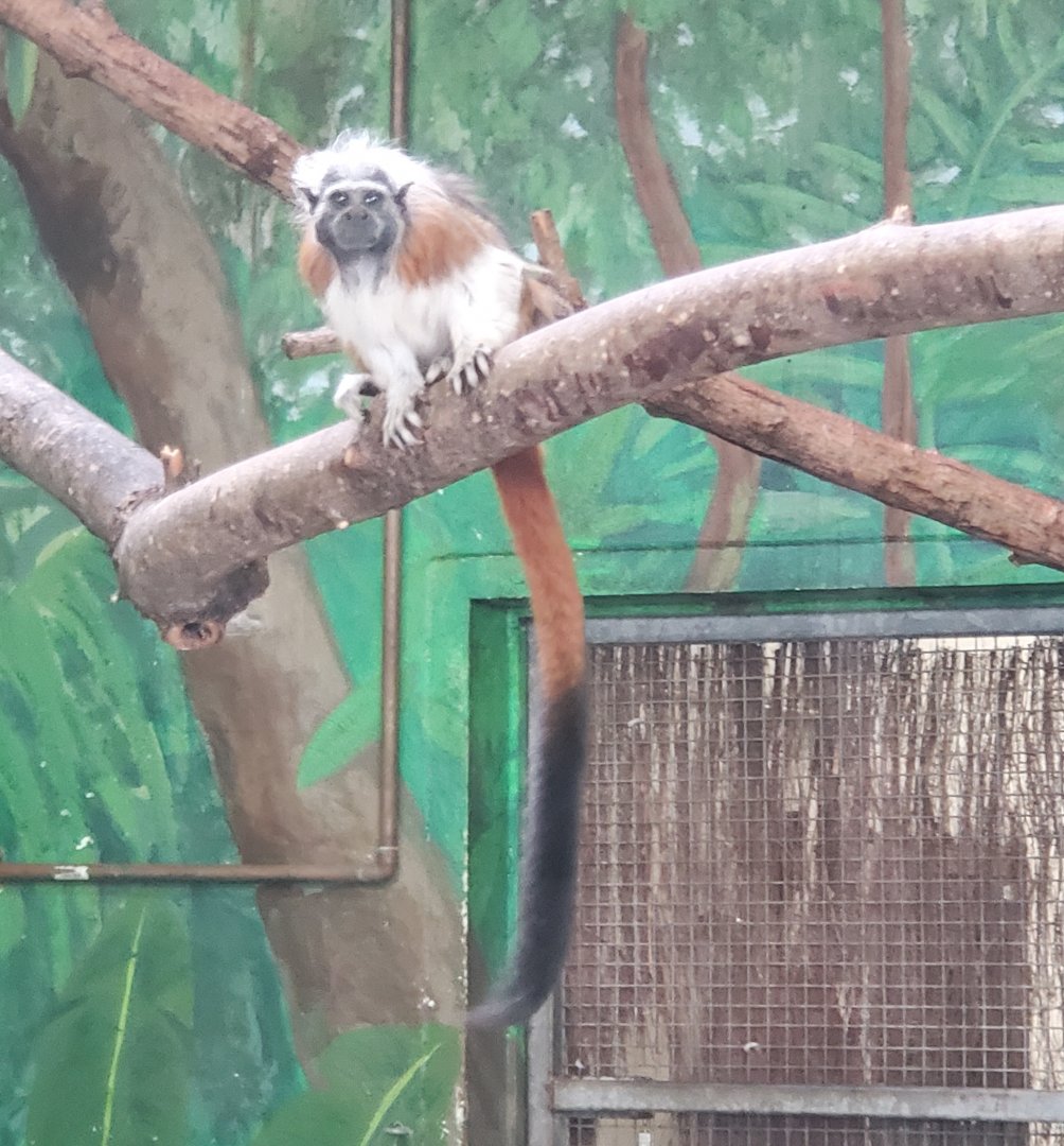 Stone Zoo (2022) - Cottontop Tamarin