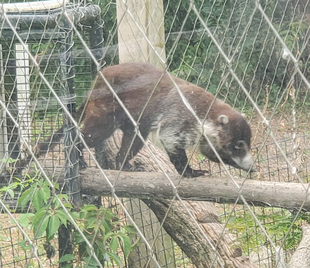 Stone Zoo (2022) - Northern Coati