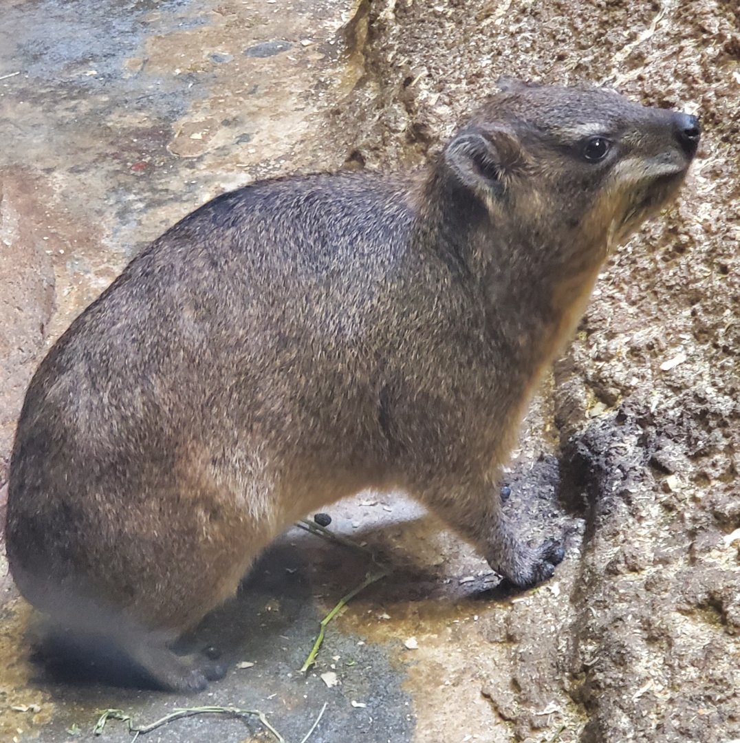 Stone Zoo (2022) - Rock Hyrax