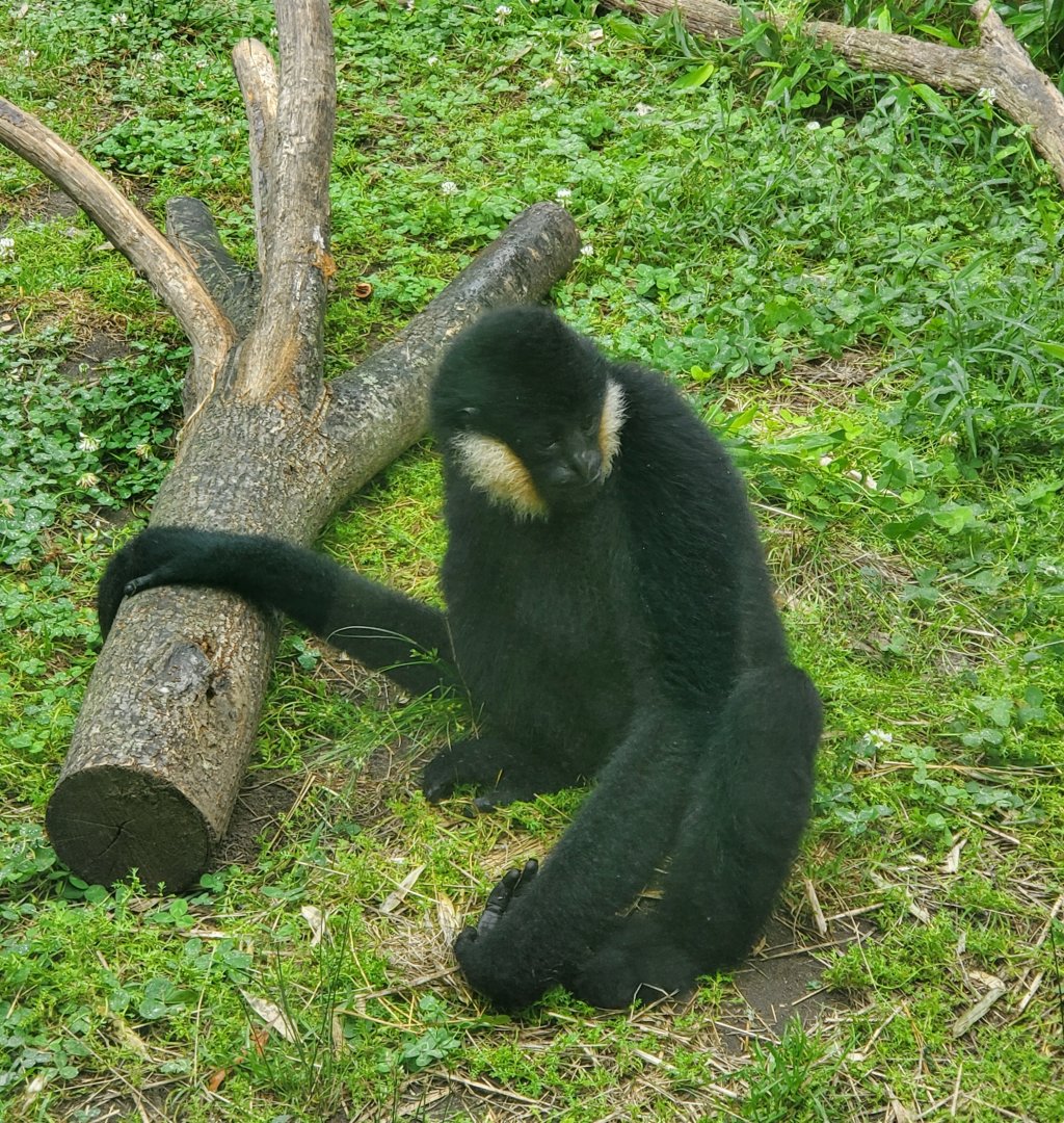 Stone Zoo (2022) - White-cheeked Gibbon