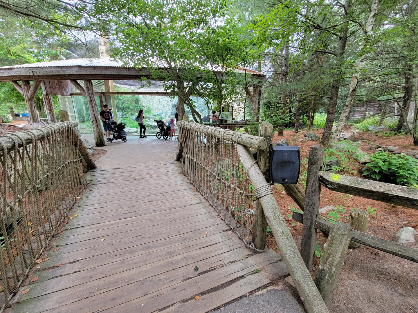 Stone Zoo 7/22 - American black bears