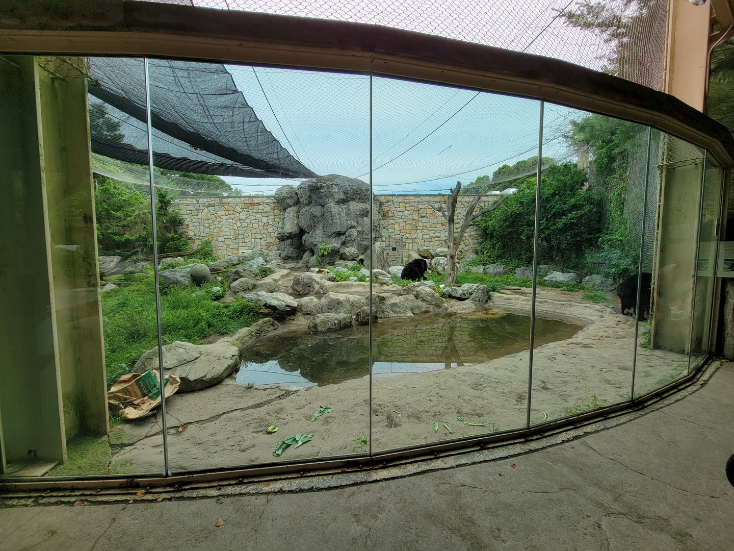 Stone Zoo 7/22 - American black bears