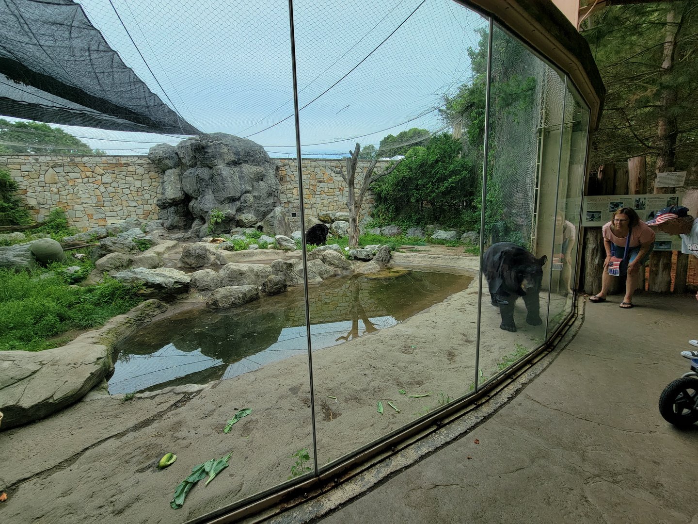 Stone Zoo 7/22 - American black bears