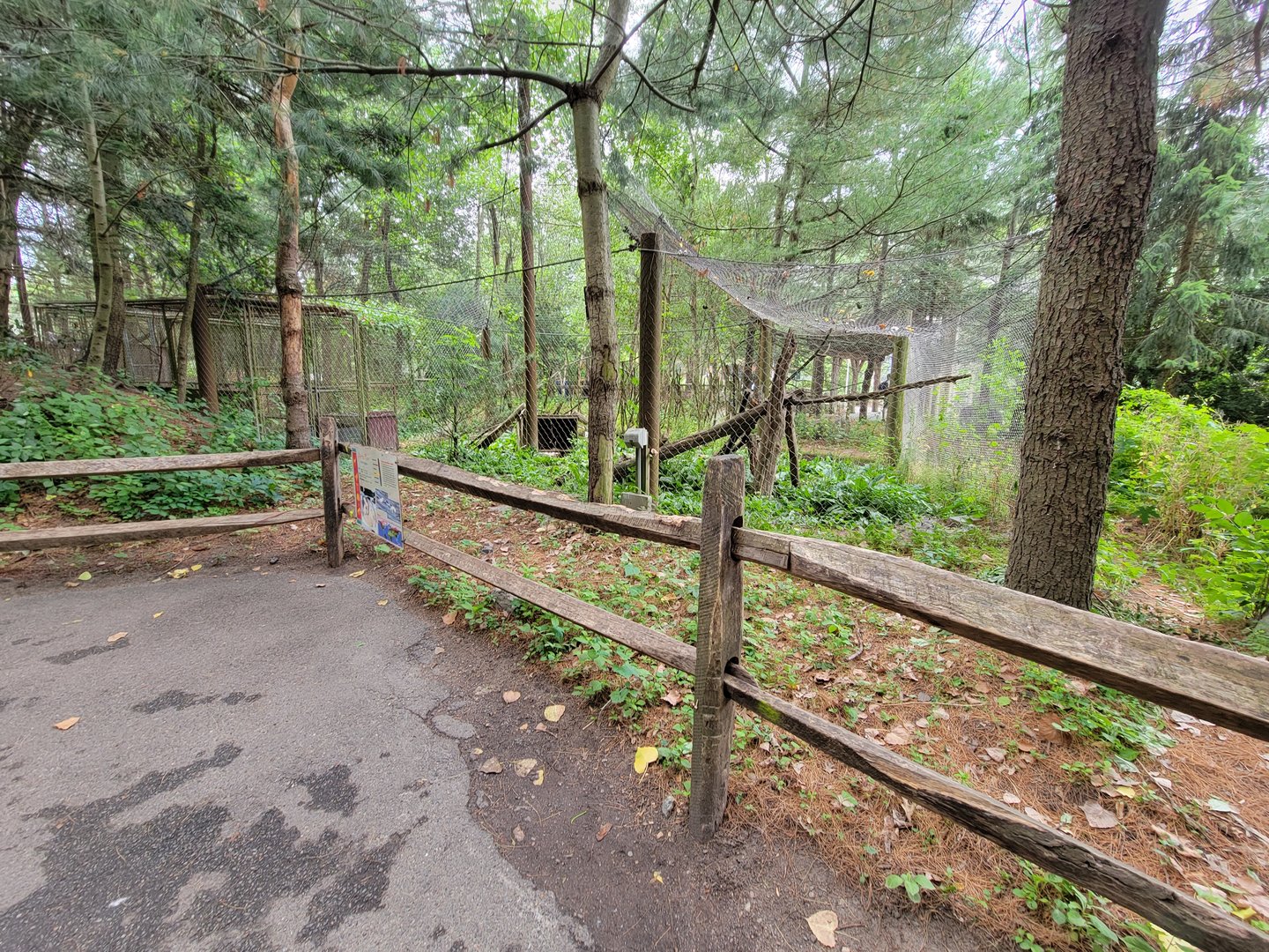 Stone Zoo 7/22 - Arctic fox