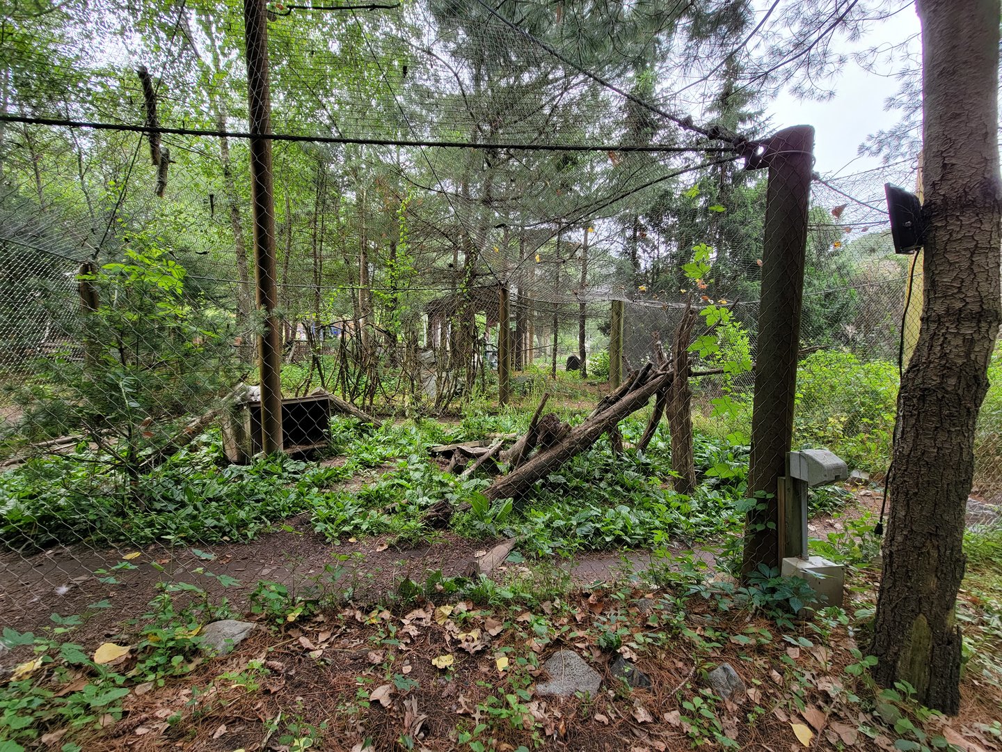 Stone Zoo 7/22 - Arctic fox