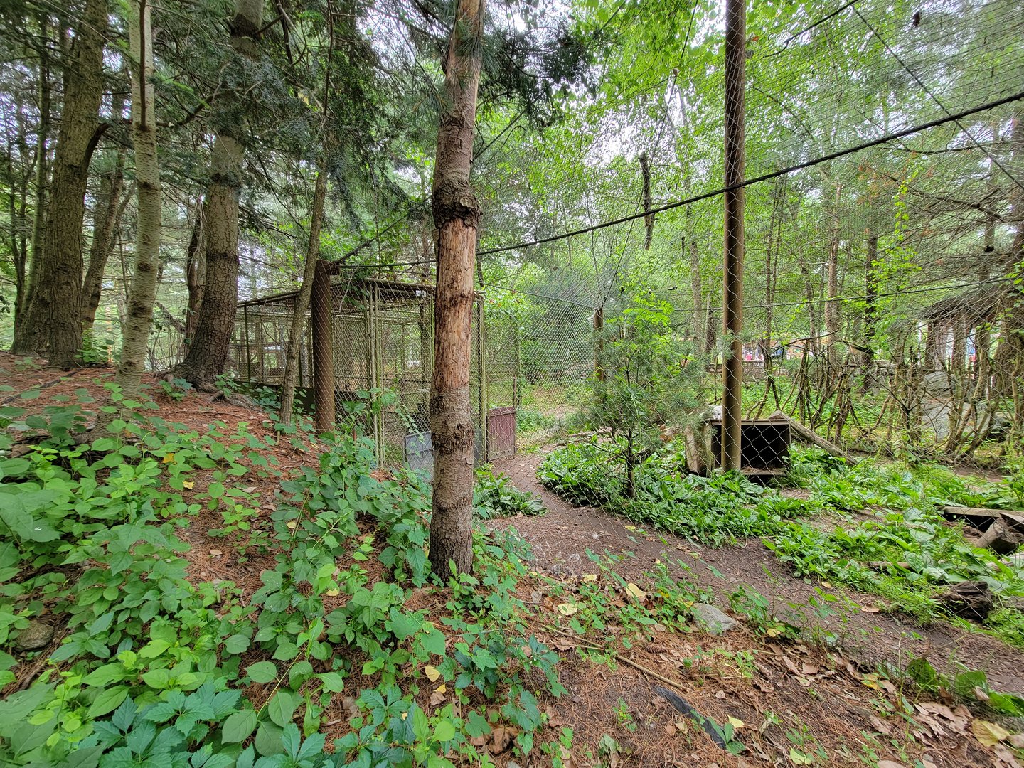 Stone Zoo 7/22 - Arctic fox