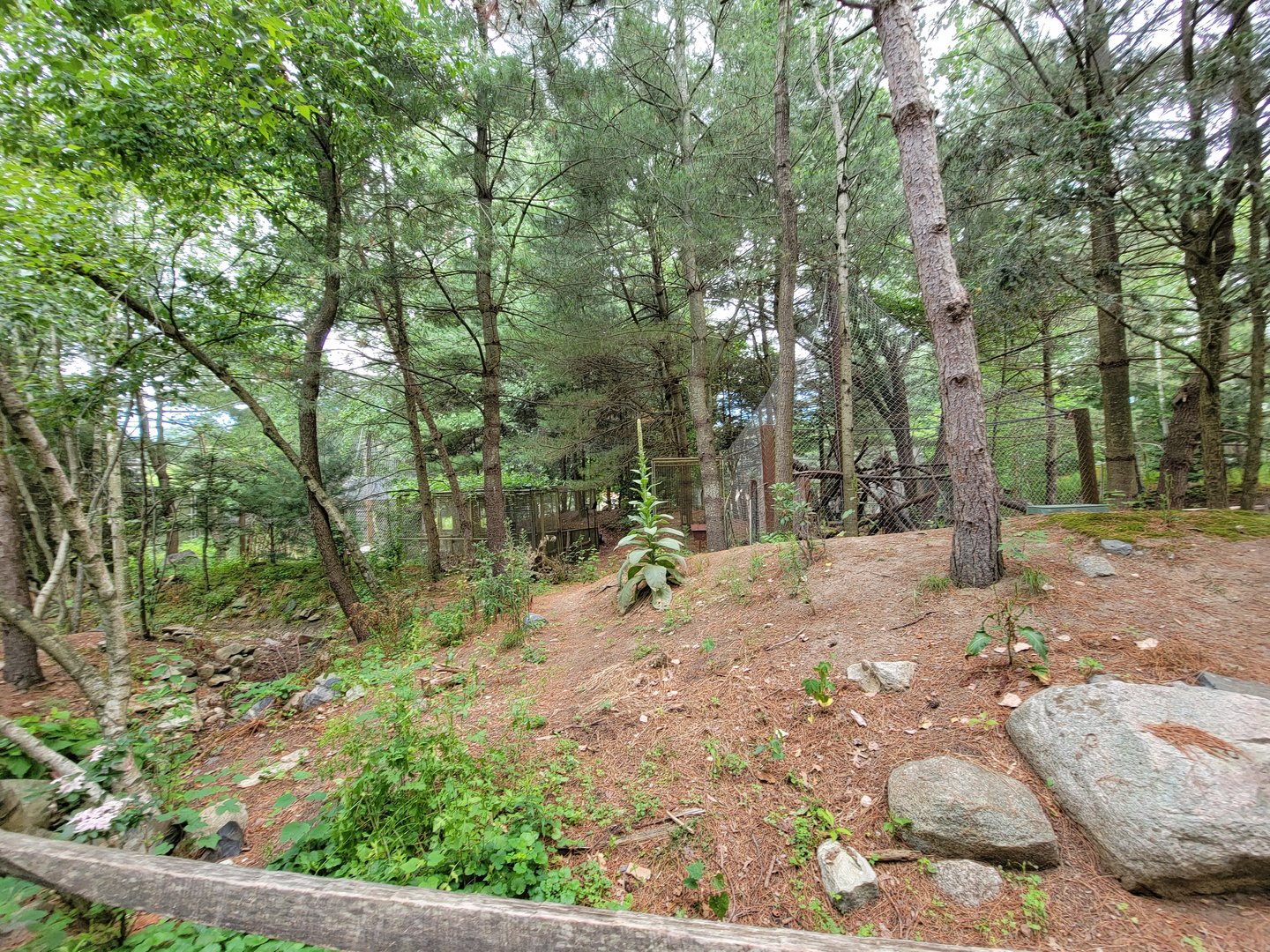 Stone Zoo 7/22 - Back of arctic fox exhibit