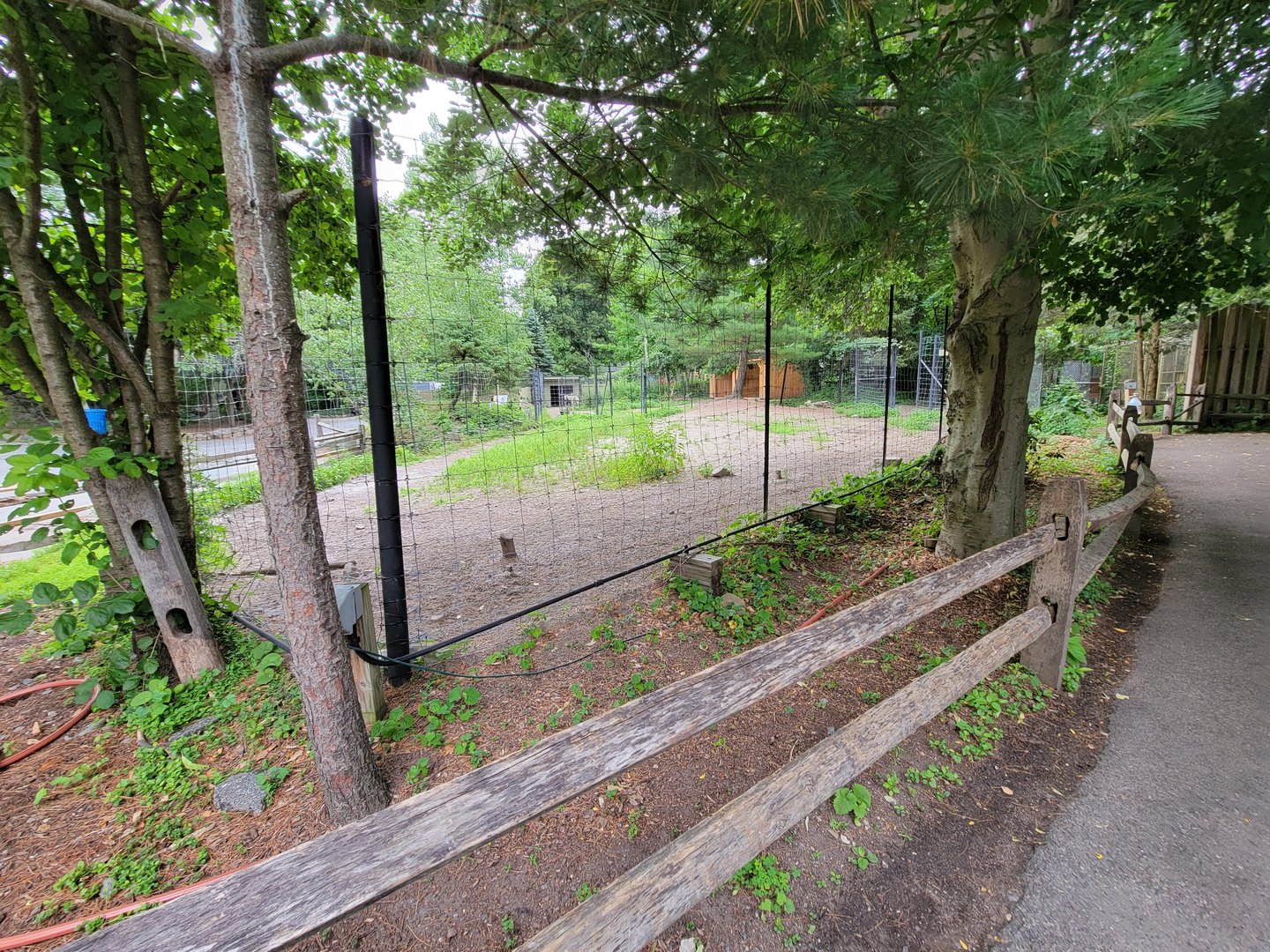 Stone Zoo 7/22 - back of reindeer yard