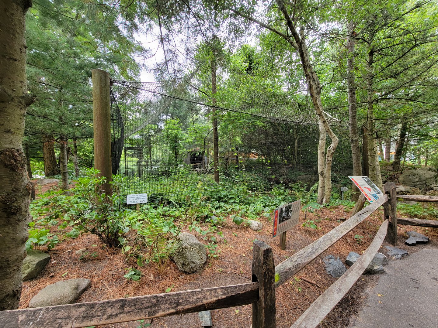 Stone Zoo 7/22 - Bald eagle