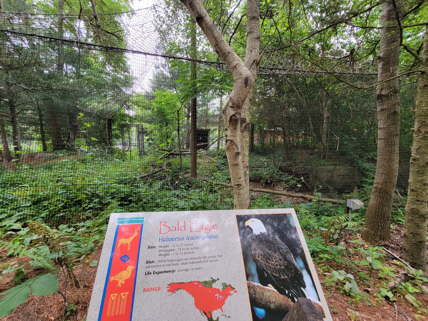 Stone Zoo 7/22 - Bald eagle