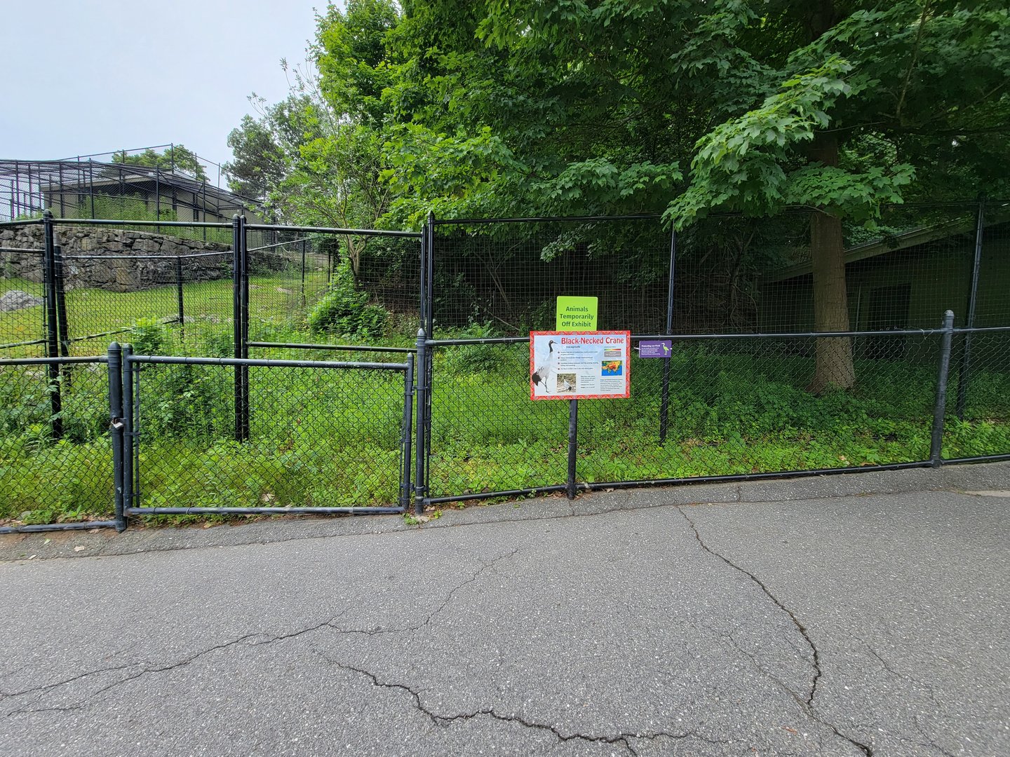 Stone Zoo 7/22 - Black-necked crane yard, off exhibit