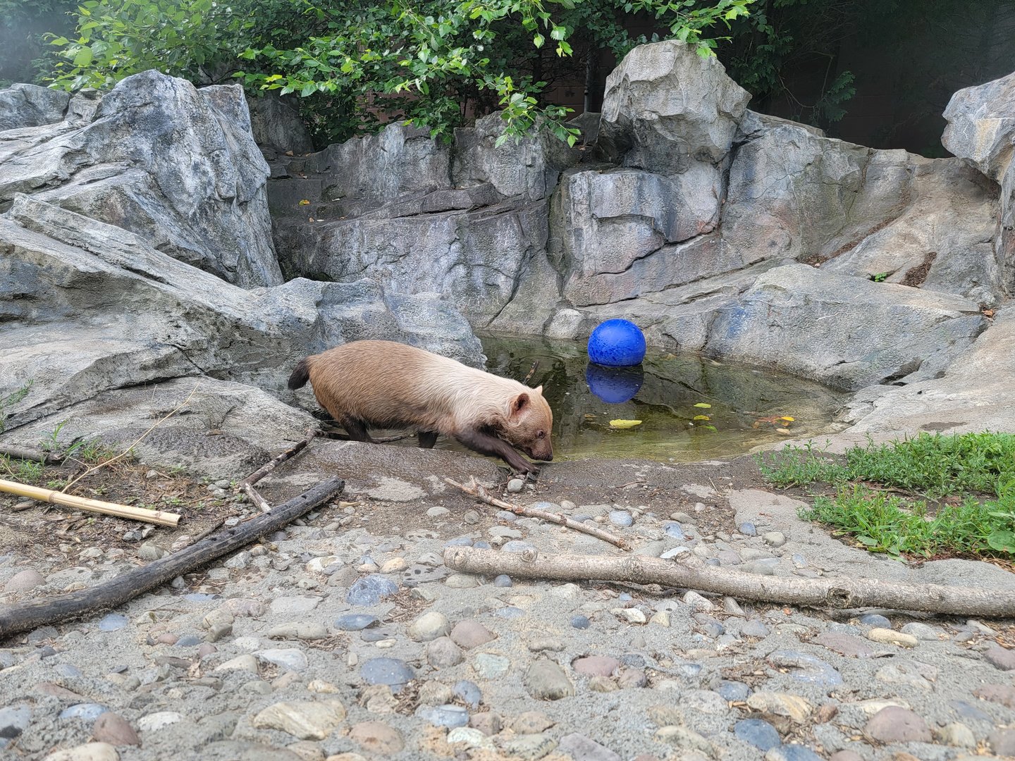 Stone Zoo 7/22 - Bush dog