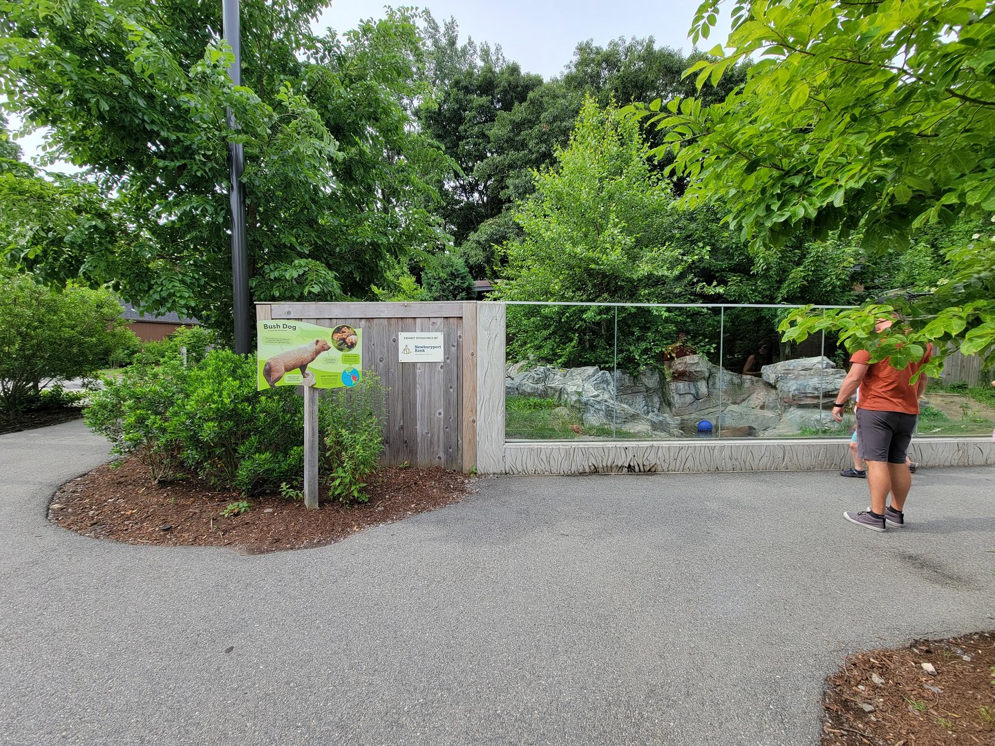 Stone Zoo 7/22 - Bush dogs