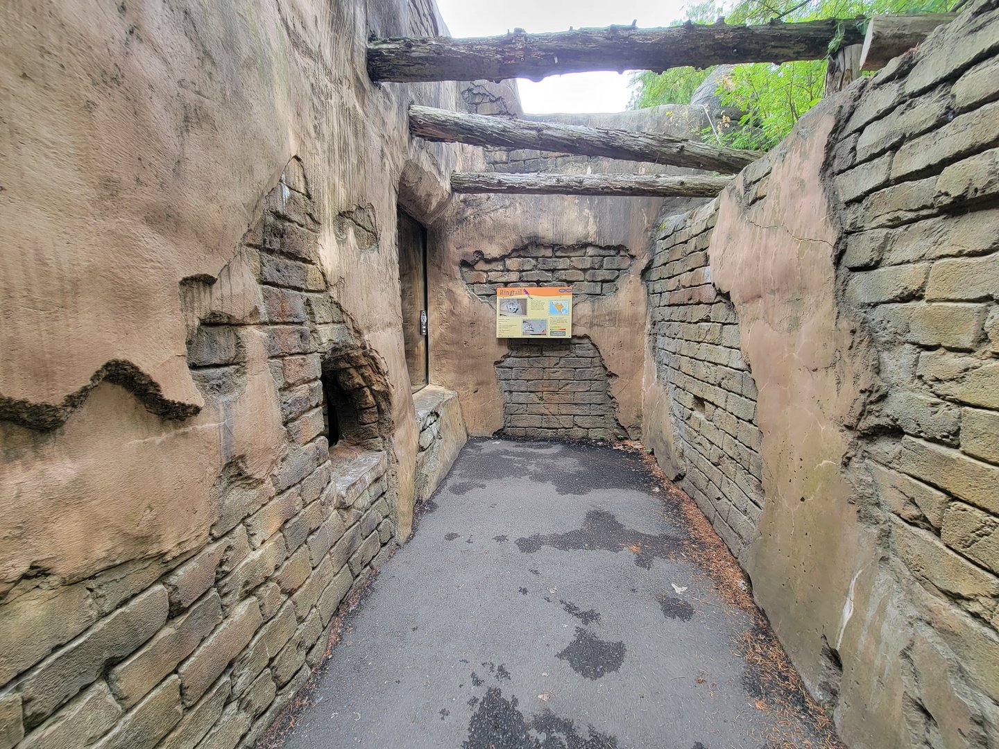 Stone Zoo 7/22 - Cacomistle corner