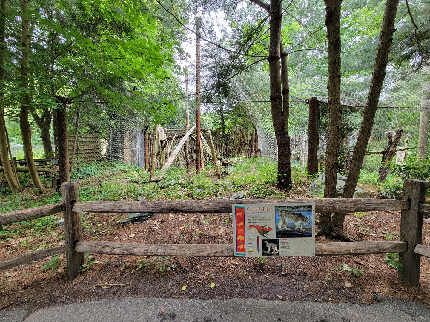 Stone Zoo 7/22 - Canada lynx exhibit 1