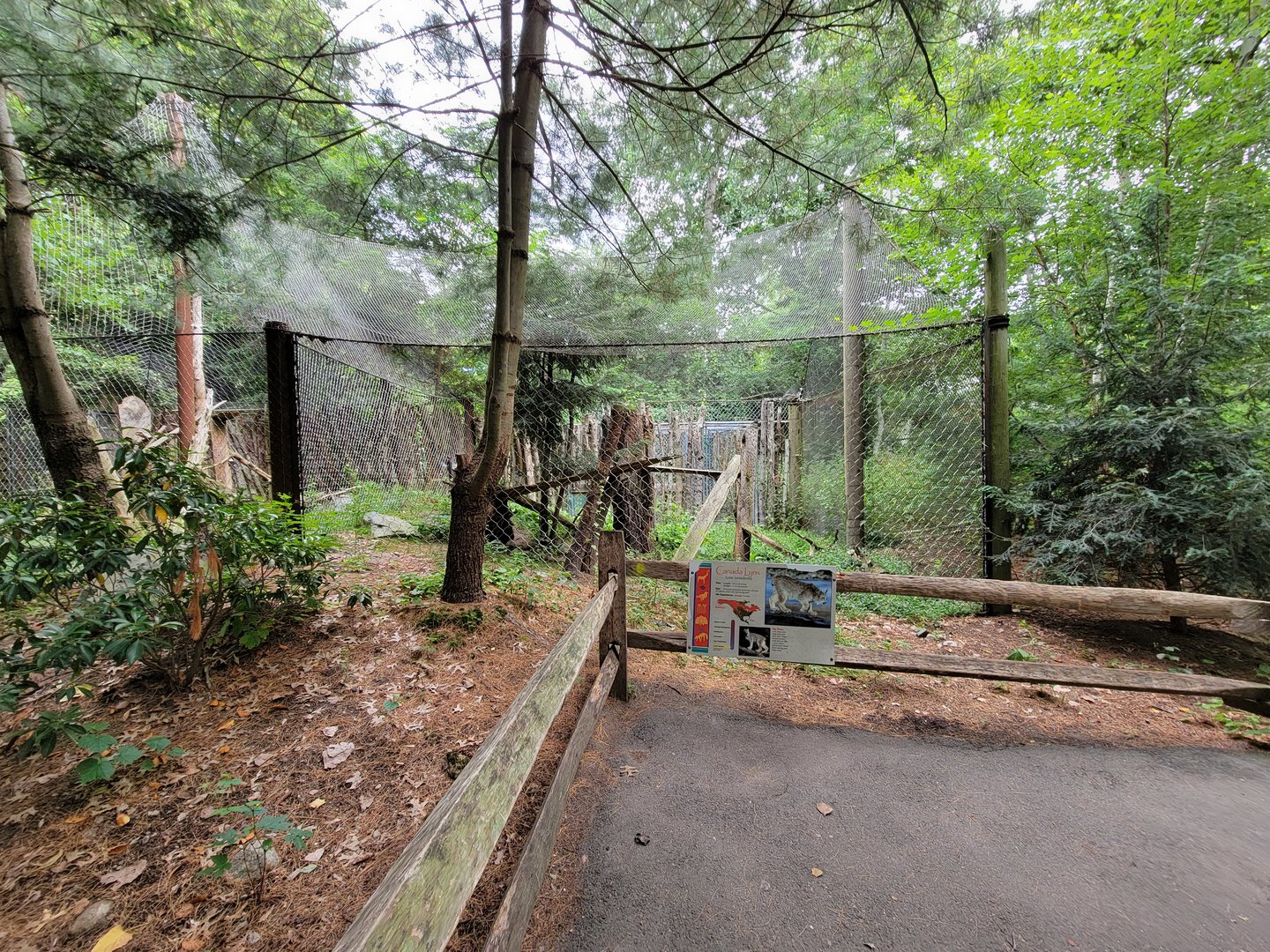 Stone Zoo 7/22 - Canada lynx exhibit 2