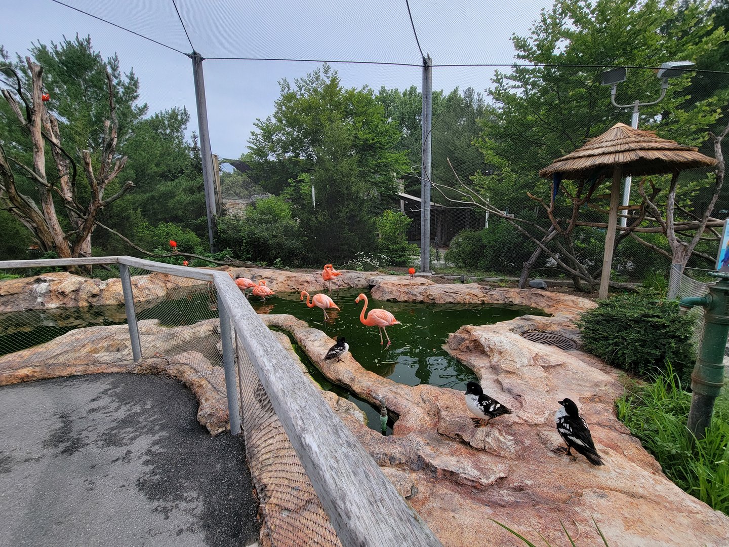 Stone Zoo 7/22 - Caribbean flamingo, Barrow's goldeneye, scarlet ibis, blue & gold macaw, scarlet macaw