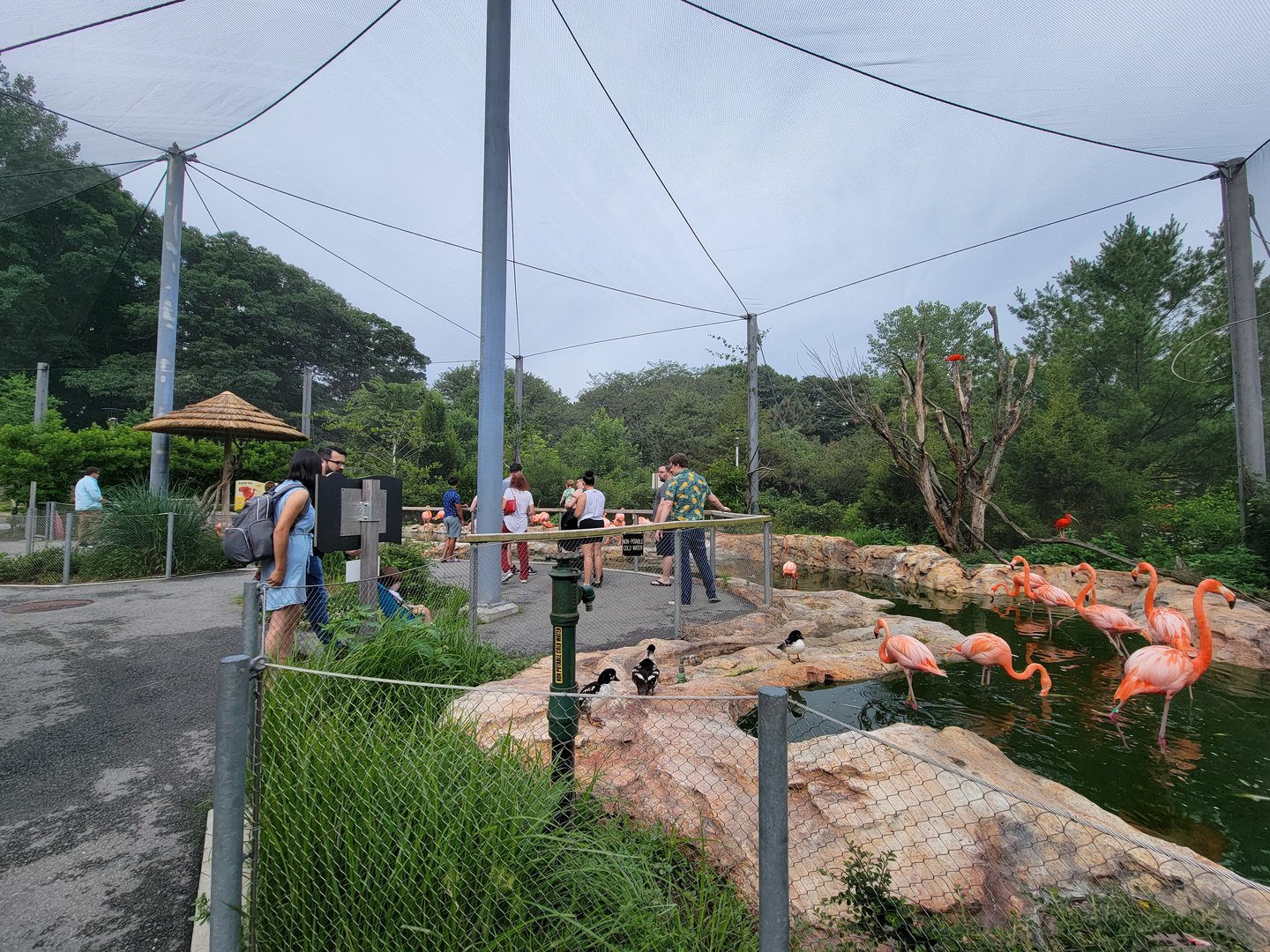 Stone Zoo 7/22 - Caribbean flamingo, scarlet ibis, Barrow's goldeneye