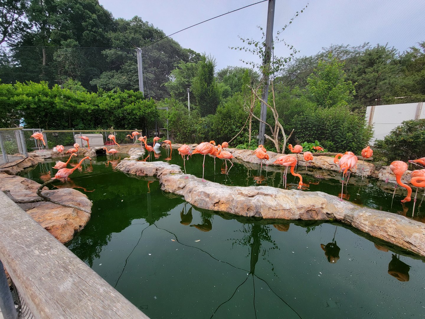Stone Zoo 7/22 - Caribbean flamingos