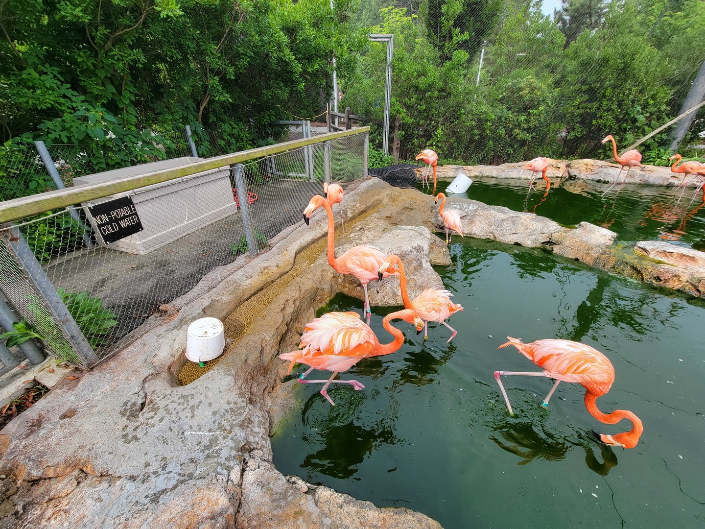 Stone Zoo 7/22 - Caribbean flamingos