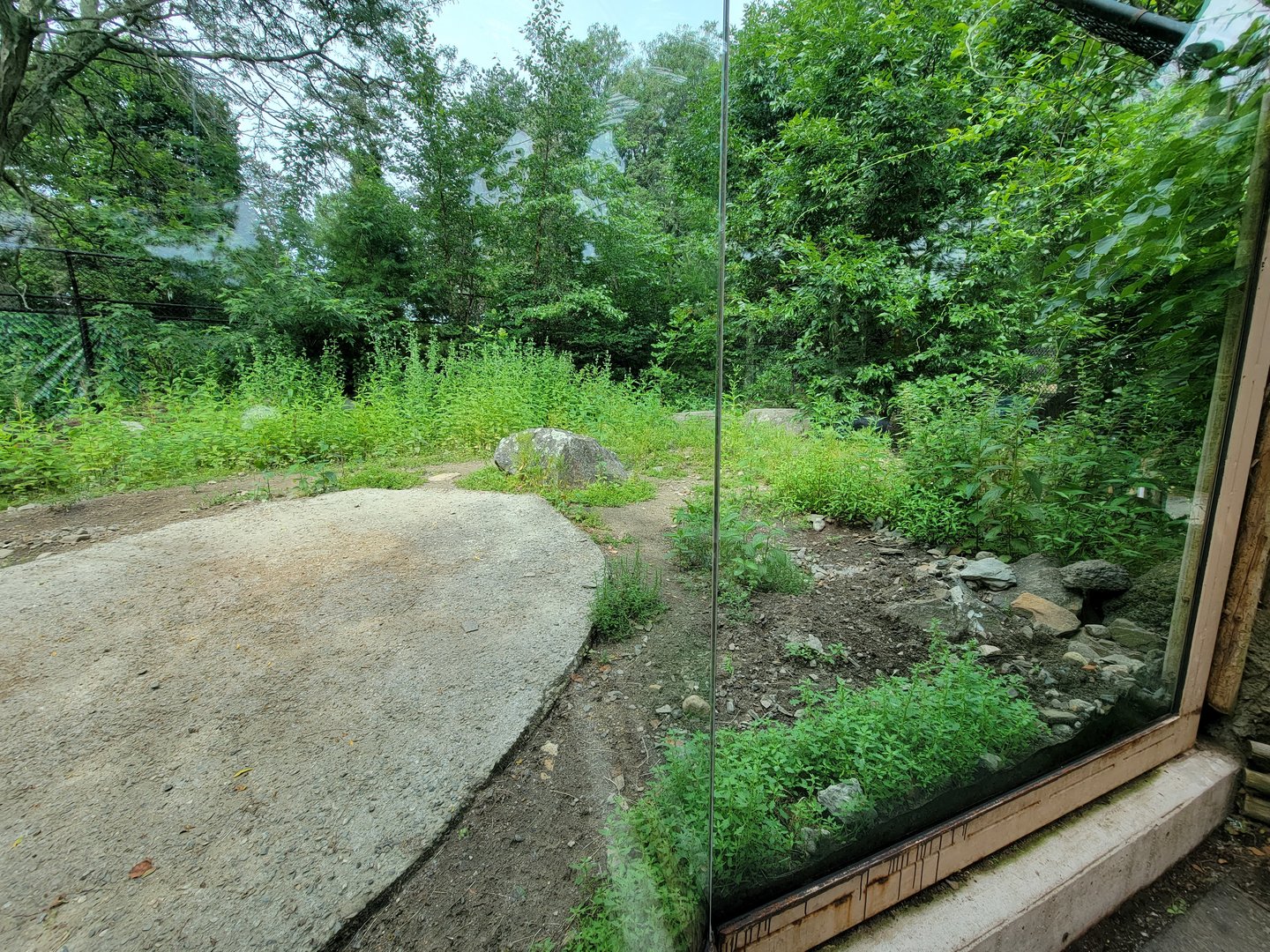Stone Zoo 7/22 - Chacoan peccary viewing window