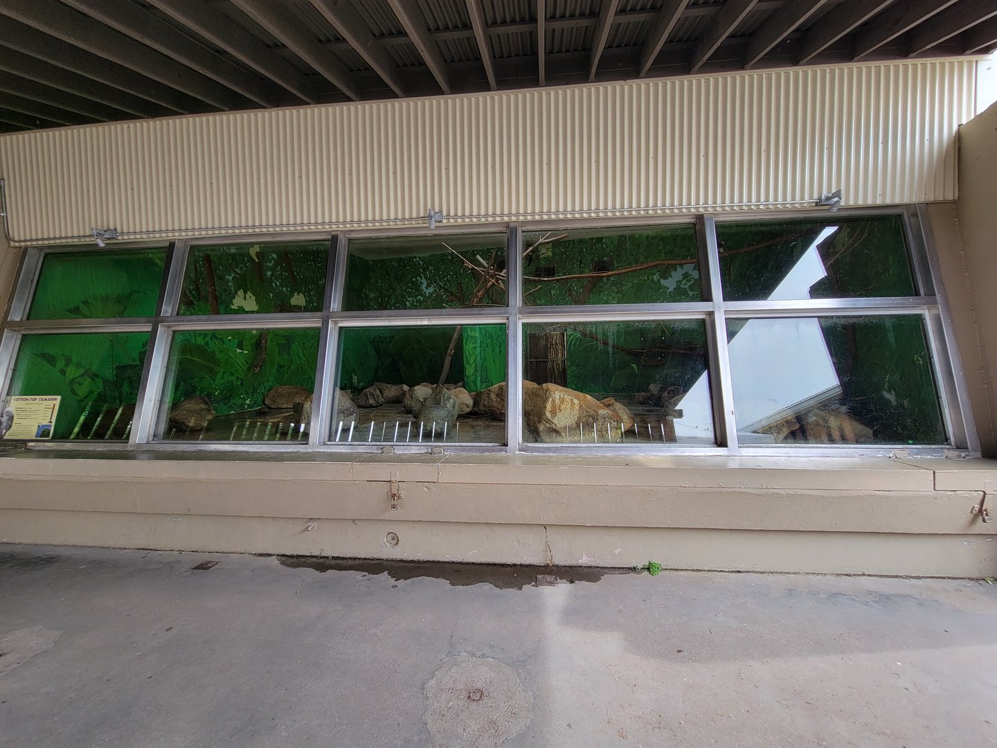 Stone Zoo 7/22 - Cotton-top tamarins