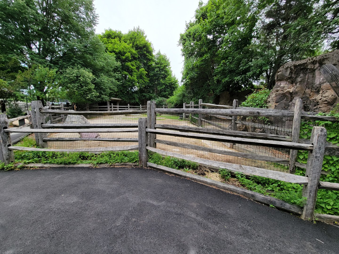 Stone Zoo 7/22 - Domestic yak