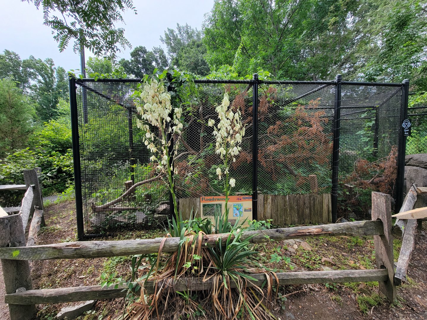 Stone Zoo 7/22 - Greater Roadrunner