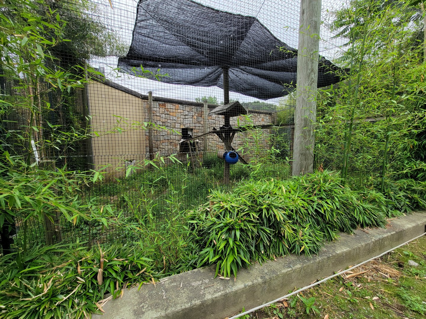 Stone Zoo 7/22 - Guereza Colobuses