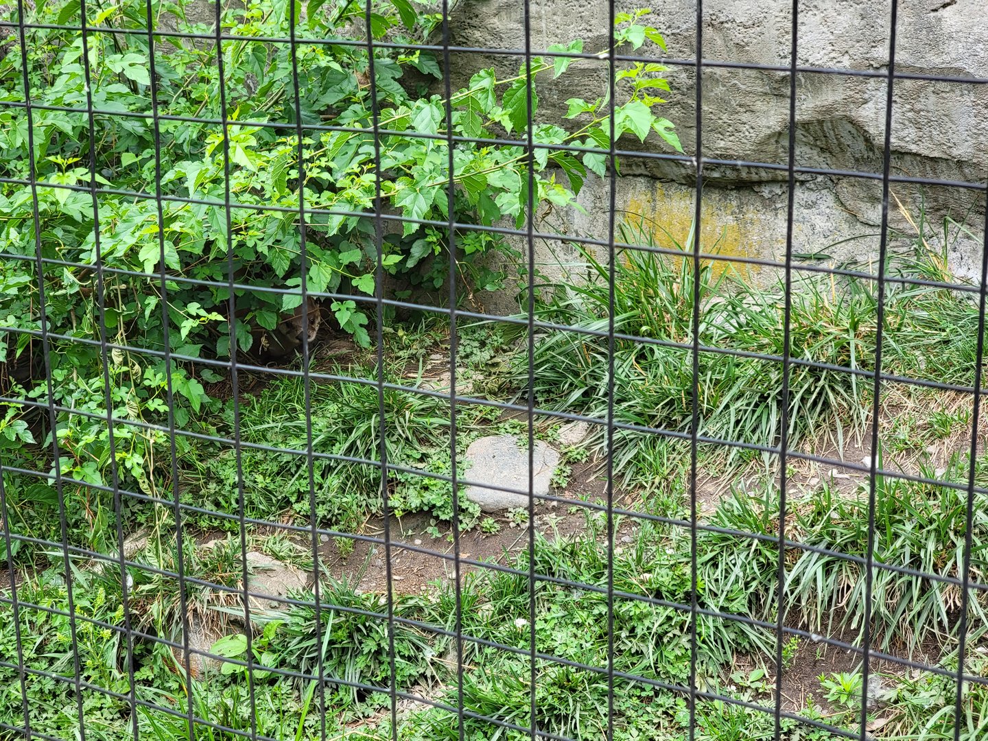 Stone Zoo 7/22 - Hardest time I've ever had finding otters :)