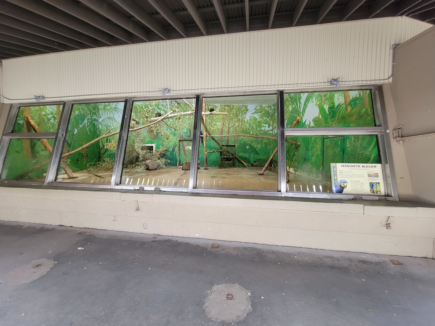 Stone Zoo 7/22 - Hyacinth macaws