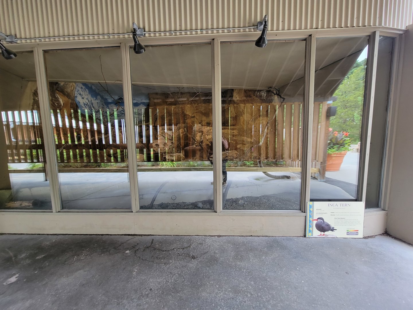 Stone Zoo 7/22 - Inca Tern