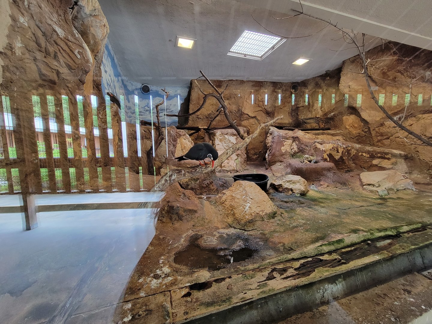 Stone Zoo 7/22 - Inca Tern