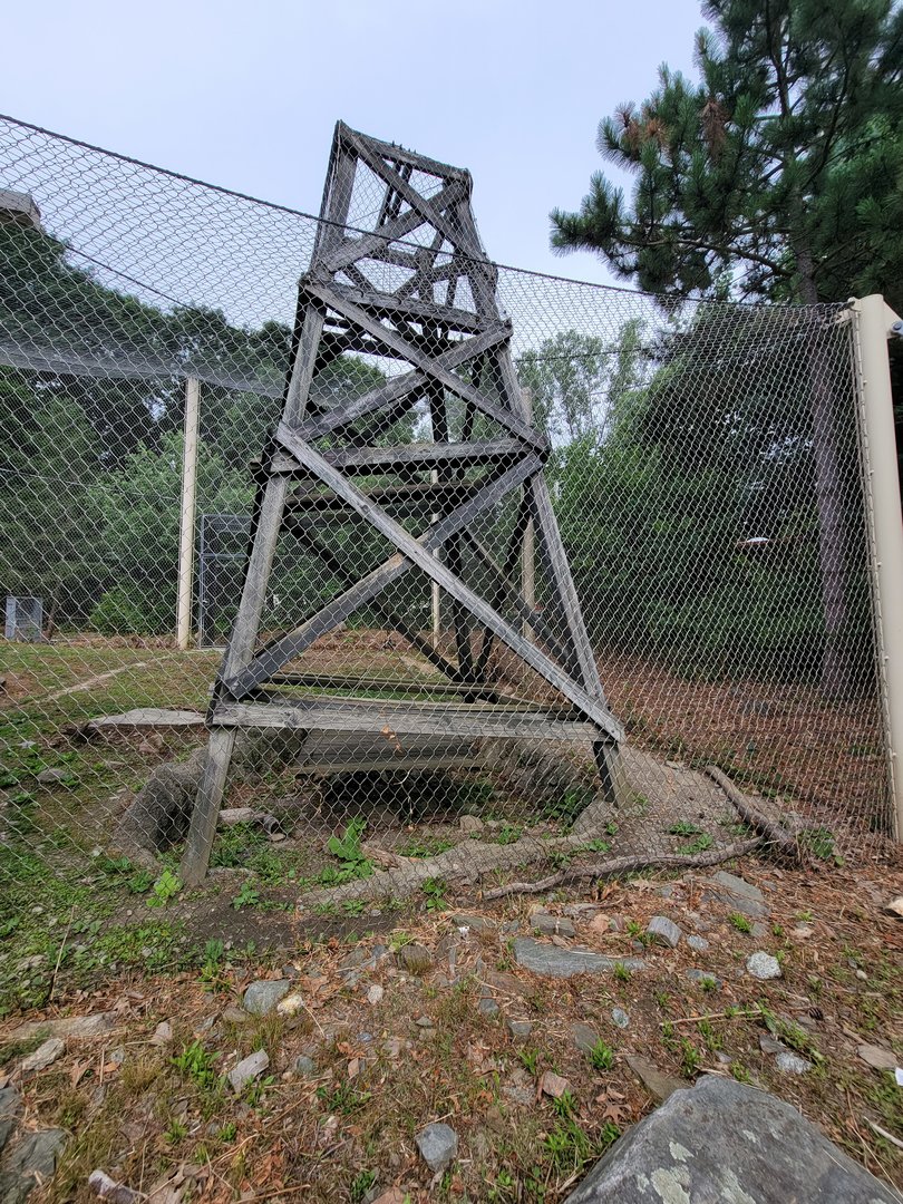 Stone Zoo 7/22 - Jaguar