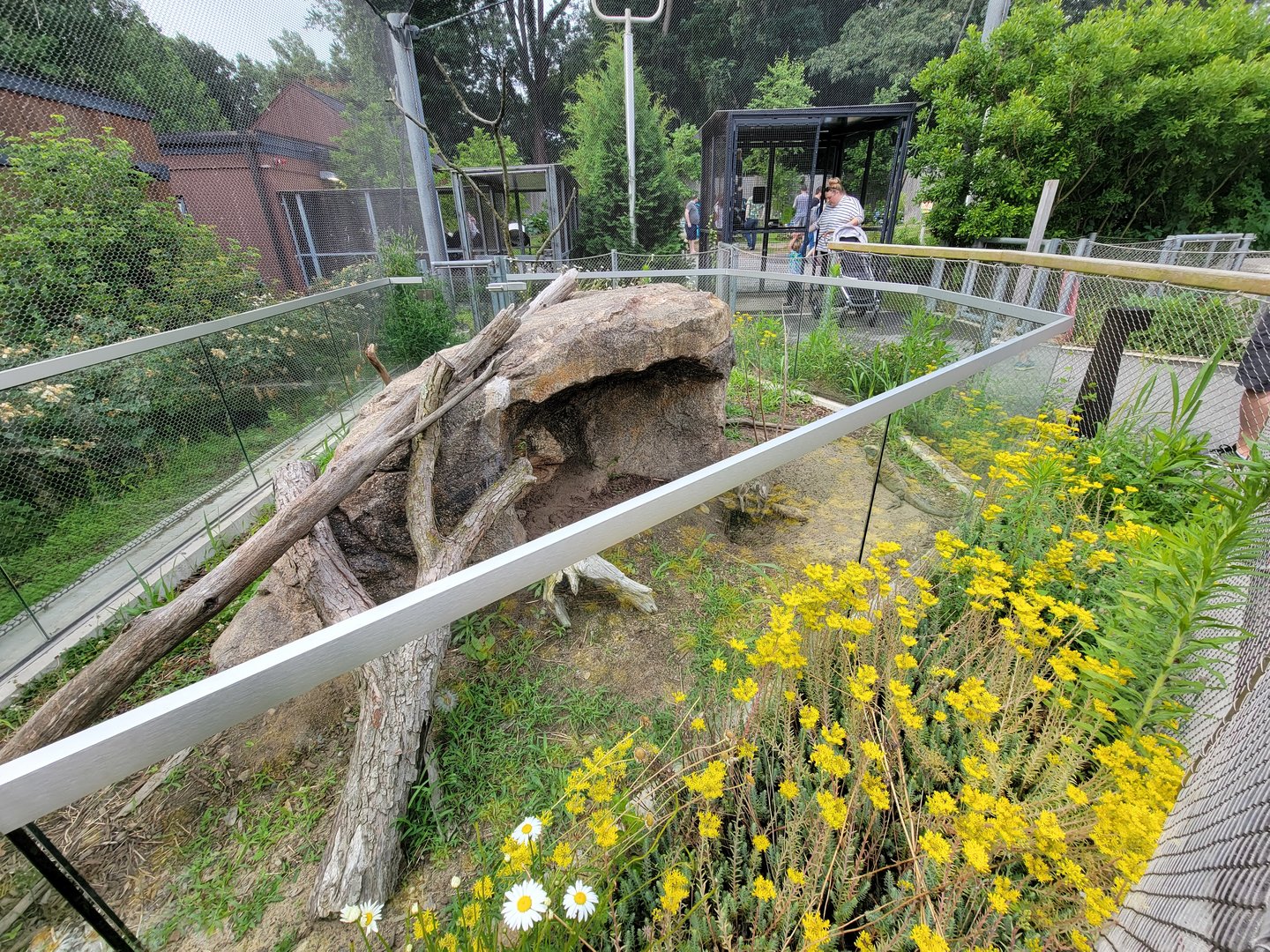 Stone Zoo 7/22 - Jamaican iguana