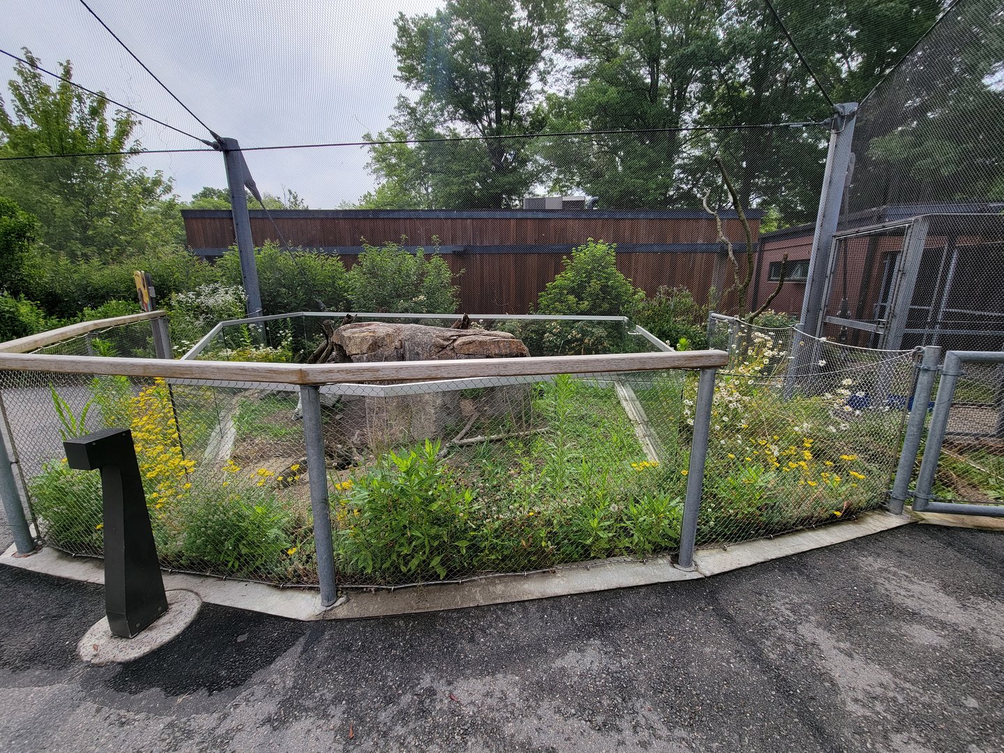 Stone Zoo 7/22 - Jamaican iguana