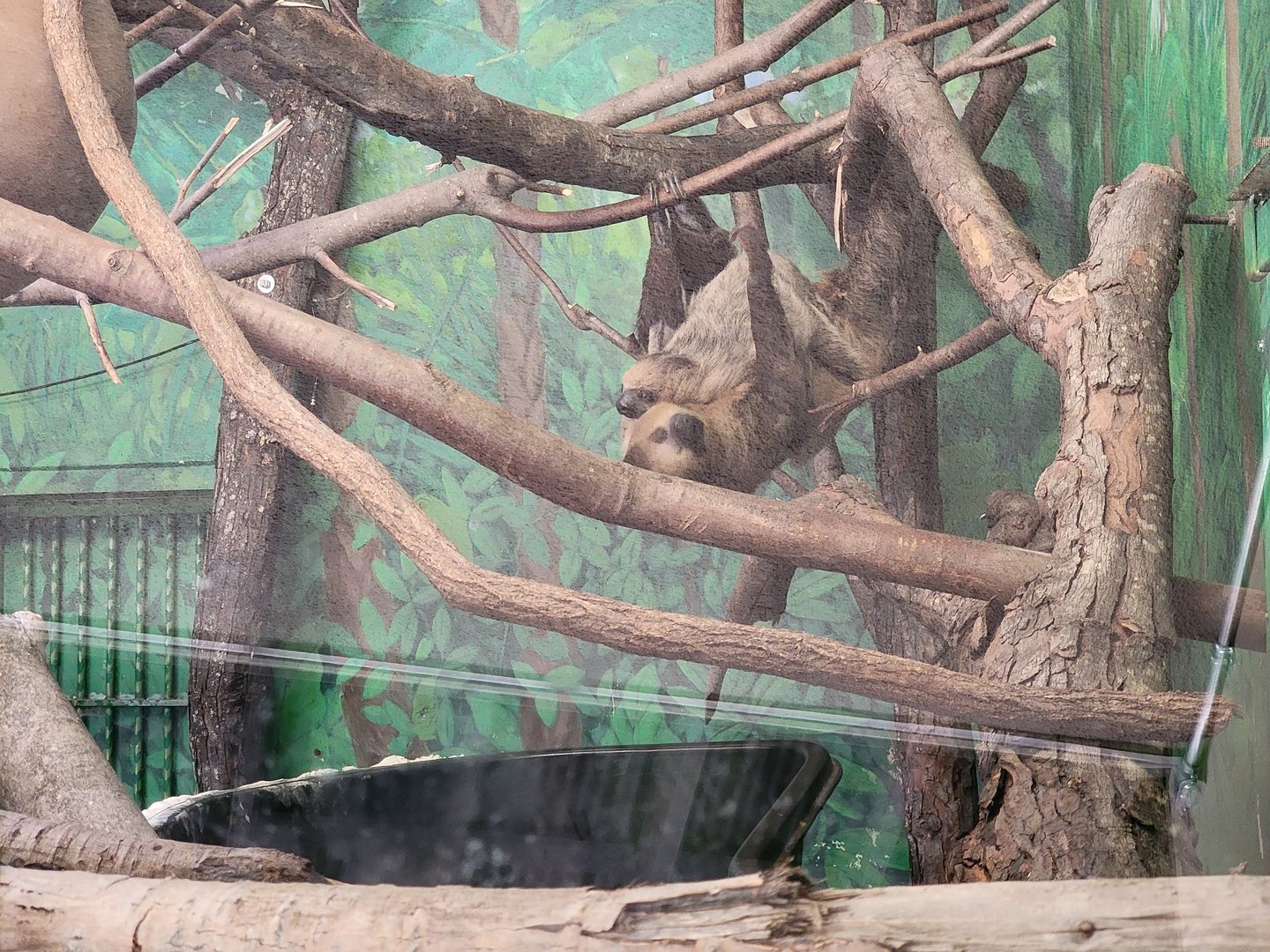 Stone Zoo 7/22 - Linnaeus's sloth mother and baby