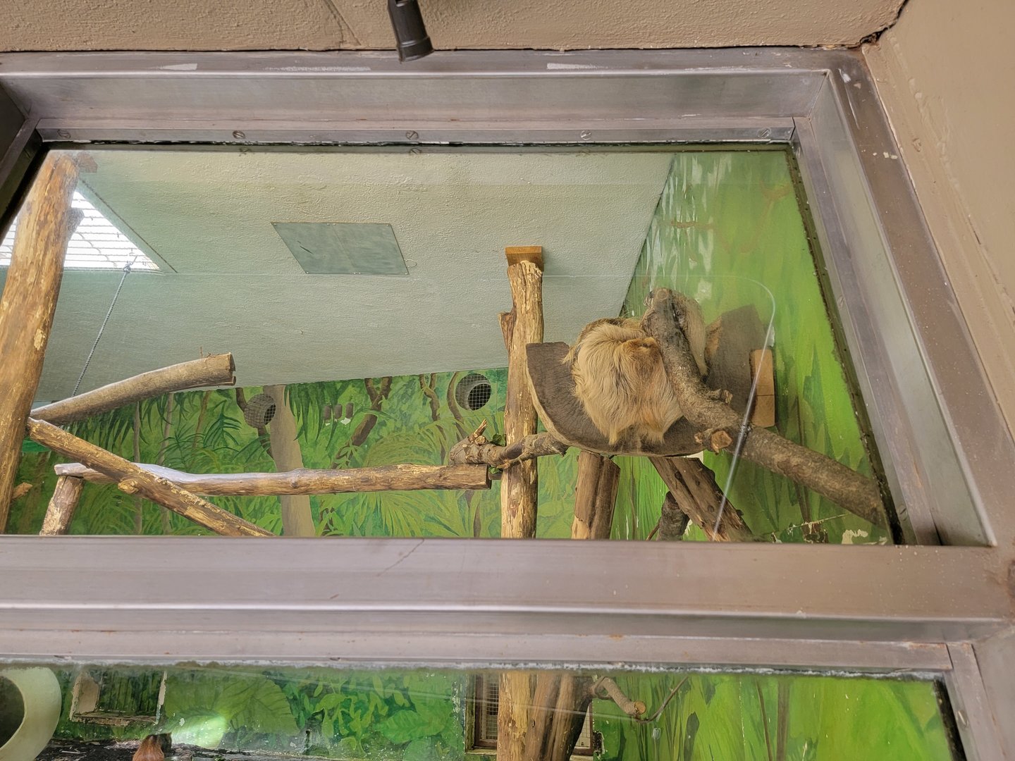 Stone Zoo 7/22 - Linnaeus's sloth