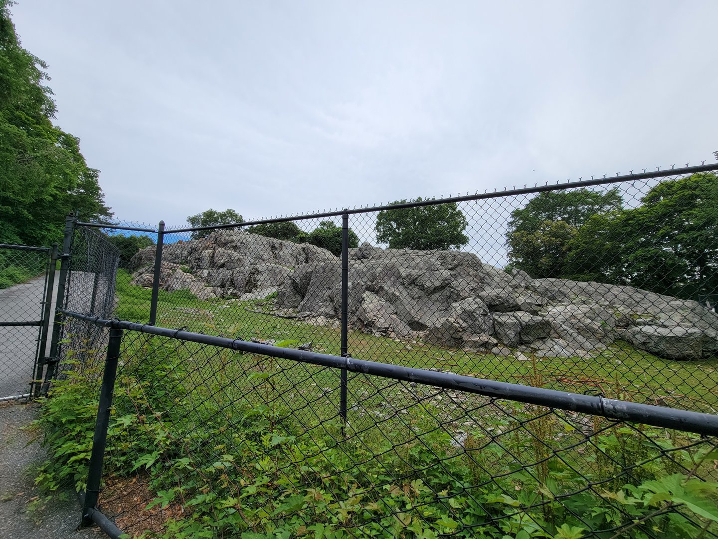 Stone Zoo 7/22 - Markhor yard