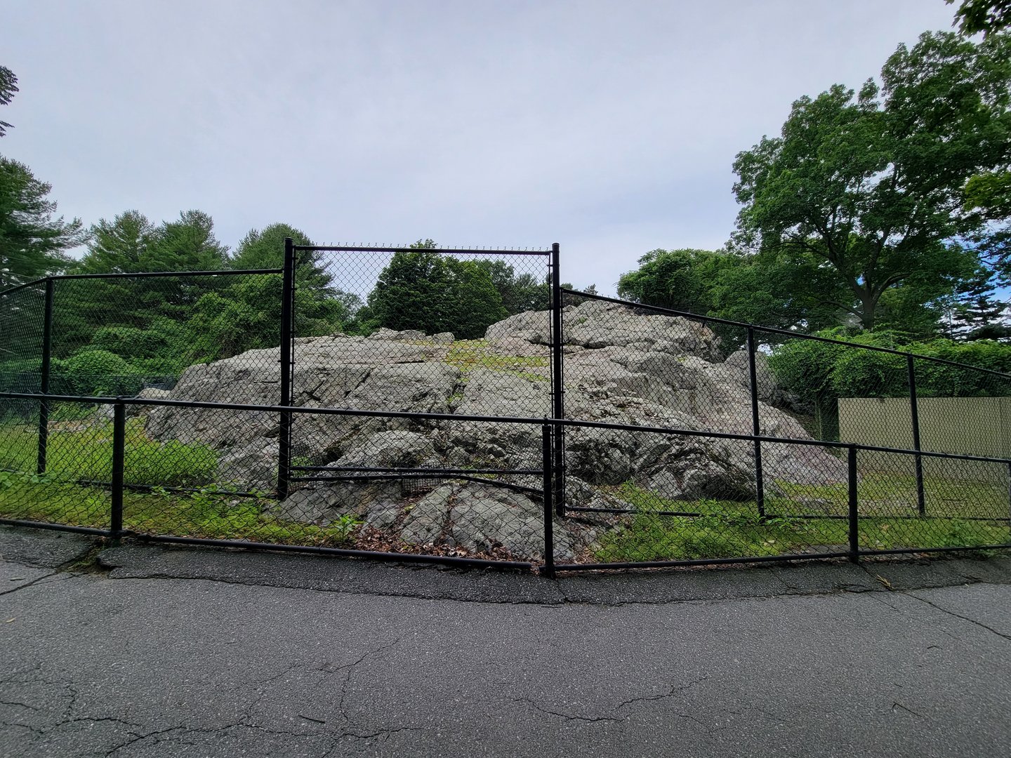 Stone Zoo 7/22 - Markhor yard