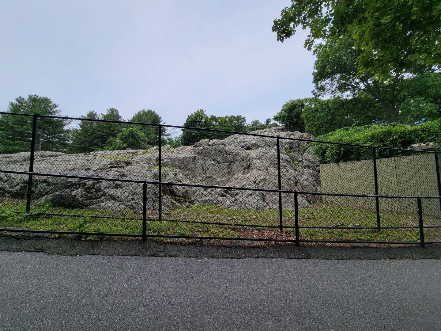 Stone Zoo 7/22 - Markhor yard