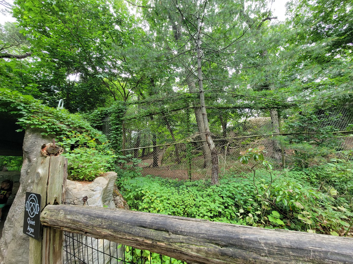 Stone Zoo 7/22 - Mexican gray wolves, very top of the exhibit (where the rest of them were, of course)