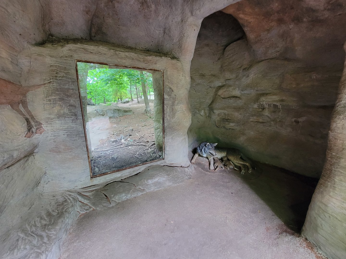 Stone Zoo 7/22 - Mexican gray wolves, window at the top