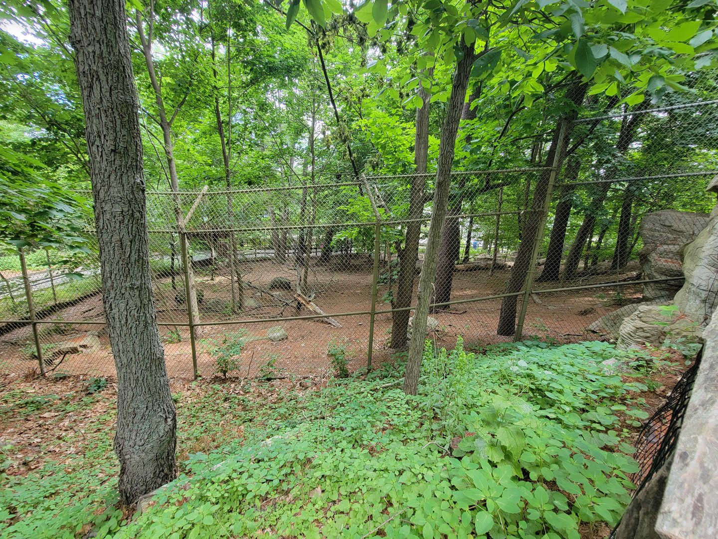 Stone Zoo 7/22 - Mexican gray wolves