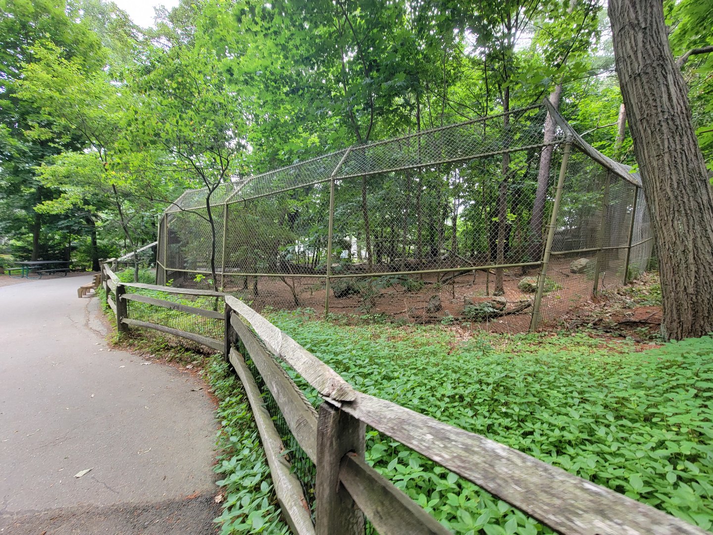 Stone Zoo 7/22 - Mexican gray wolves