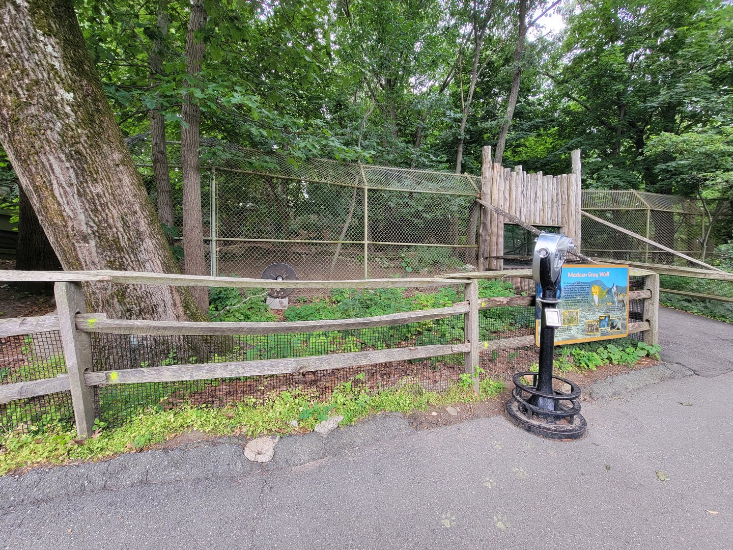 Stone Zoo 7/22 - Mexican wolves, first viewing spot