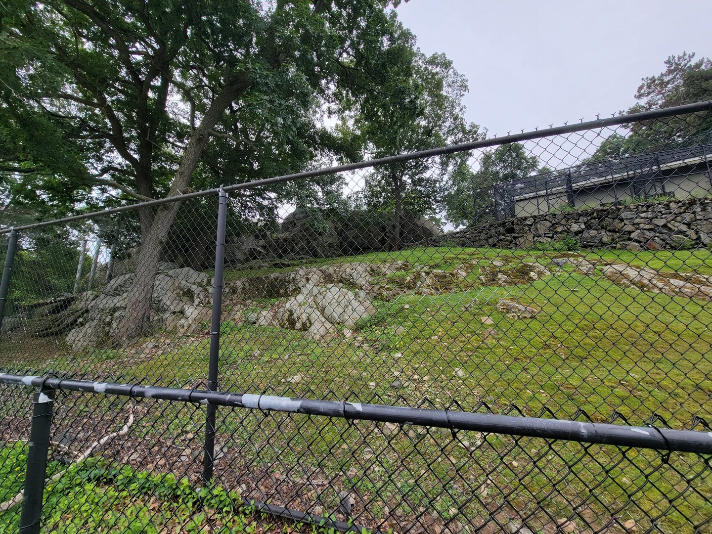 Stone Zoo 7/22 - More of the markhor yard, it wraps around